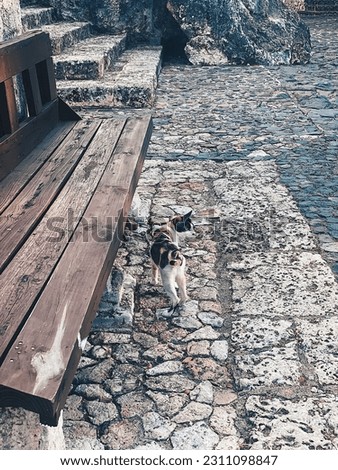 Cat in the streets of the city, in front of a wooden bench