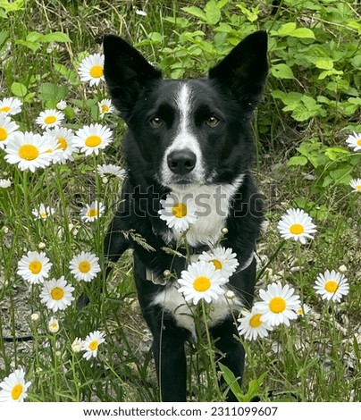 Koolie cattle dog portrait in a daisy field.