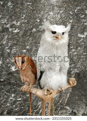 Owls are birds from the order Strigiformes which includes over 200 species of mostly solitary and nocturnal birds of prey typified by an upright stance, a large, broad head, binocular vision, 