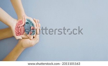 Adult and child hands holding anatomy lung, world tuberculosis day, lung cancer and COPD concept Royalty-Free Stock Photo #2311101163