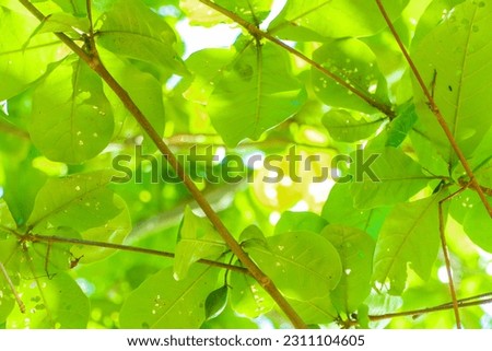 The background of the leaves is green with the sunlight shining through the leaves. Green nature background icon for your cover photo and concept.