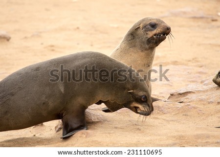 Cape fur Seals at Cape Cross, Namibia