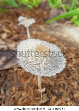 Rabbit foot mushroom (Coprinopsis lagopus) grows on weathered logs.