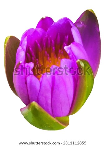 Purple flower or lotus flower on white​ background.