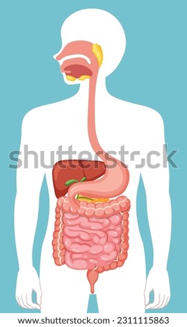 Human medical digestive system illustration