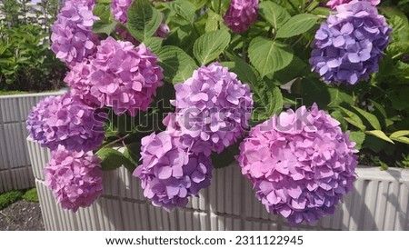 It is a picture of a flower called hydrangea. Recommended when you want to create early summer or when you need a flower image.