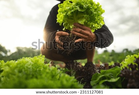 Farmer close-up holding and picking up green lettuce salad leaves with roots Royalty-Free Stock Photo #2311127081
