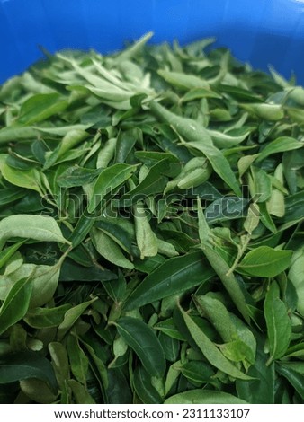 Curry leaves close up picture