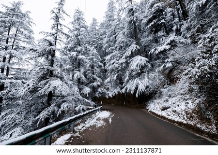 Snowy trees in Shimla during winter