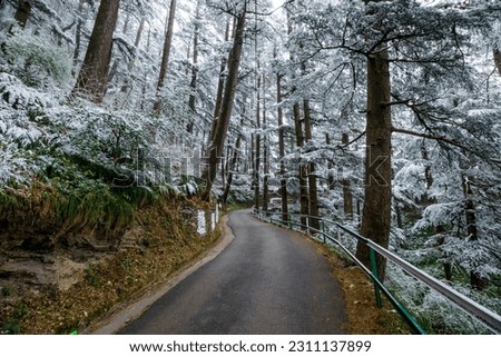 Snowy trees in Shimla during winter