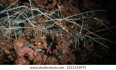 Underwater photo of several lobsters at a coral reef. Underwater photo from a scuba dive in Thailand