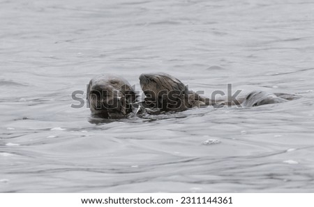 A pair of otters playing in the Elkhorn Slough in Moss Landing California