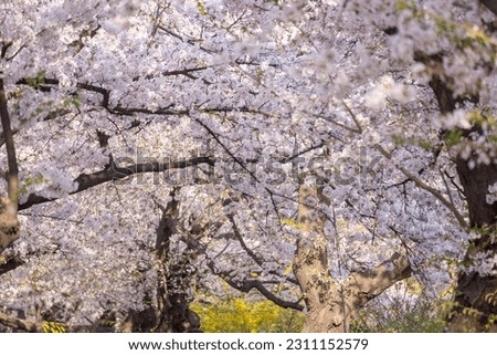 Cherry Blossoms in spring with Soft focus, at Yeongdeungpo Yeouido Spring Flower Festival in Seoul, South Korea