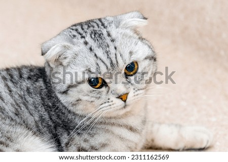 A cat lying down on the floor at veterinarian office.The Scottish breed cat is waiting for the operation to start, he is under anesthesia.Close-up. Royalty-Free Stock Photo #2311162569