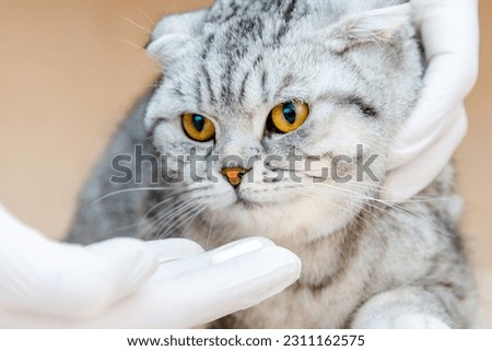 Vet gives medication for animal.a white tablet is given to a cat gray Scottish Fold cat.The concept of taking medicines for animals,anthelmintics,veterinary medicine.Close-up. Royalty-Free Stock Photo #2311162575