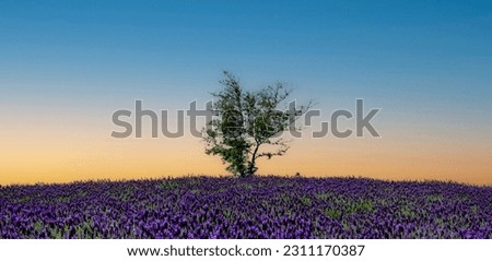 Purple lavender flower garden of Shinan Purple Island, Island of Angels