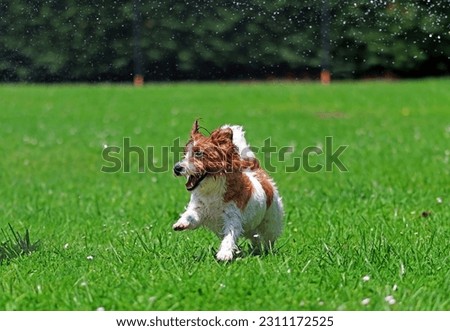 A puppy running along a lawn in summer after cooling off with water