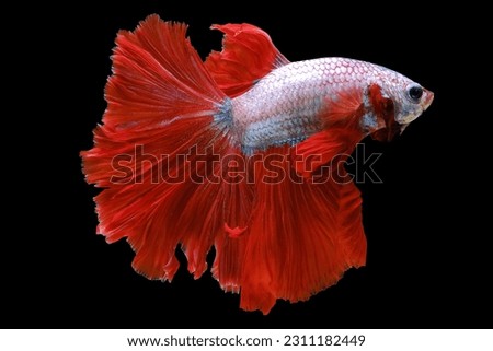 Beautiful multi color bitten fish stunning swimming on black background, Luxury soft blue betta fish alone in the dark, Beauty siamese fighting fish red tail on black backdrop.