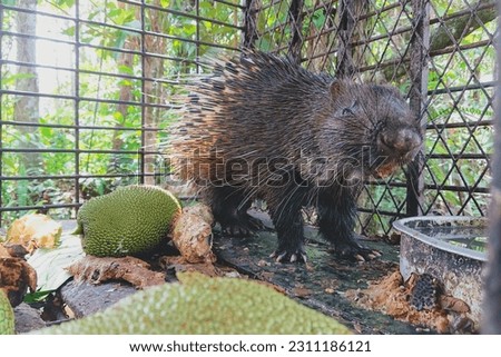 Porcupines are spiny animals found in various parts of the world. Learn about their habitat, diet, behavior and unique defense mechanism.