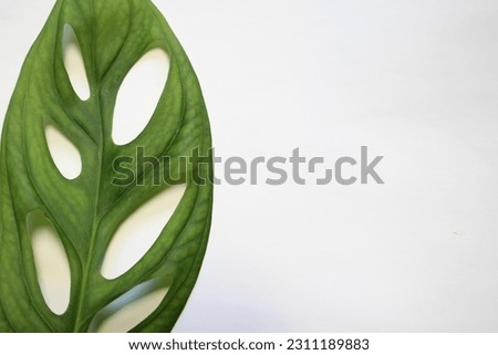 White background with green leaves of the Monstera sp plant.
