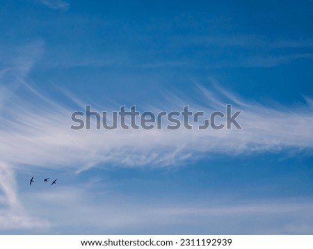 Beautiful line of cirrus cloud - angel clouds - in the blue sky. With three birds in flight - swallows - on the edge. Royalty-Free Stock Photo #2311192939
