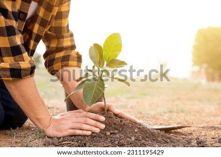 Closeup of hands planting trees on World Environment Day with sunset light, symbolizing the collective commitment and hope for a greener future. Royalty-Free Stock Photo #2311195429