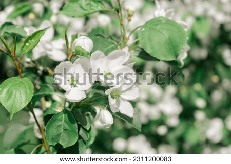 The apple tree blooms with white flowers in spring. Spring flowering. background image. Delicate apple blossom.