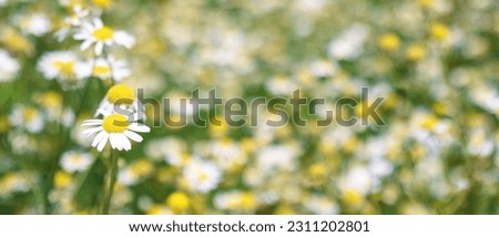 Banner with Chamomile flowers Field. Beautiful nature scene with blooming medical roman chamomiles. Nature spring blossom, Summer daisy background. Alternative medicine, phytotherapy, herbal garden.