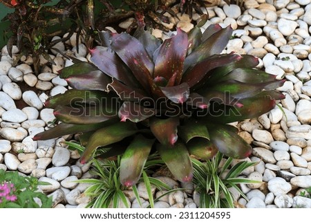 Beautiful bromeliad plant growing in theground surrounded by white nature stones 