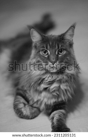 Black and white photo of a Maine Coon cat. Сat lies on the floor. looking straight at the camera foot forward and one bent