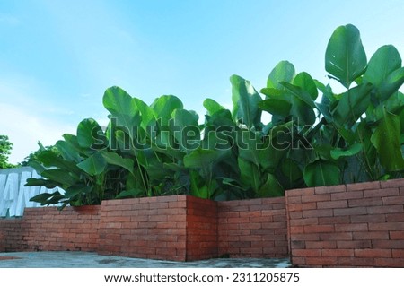 Photography of a bunch of green leaves with a fresh feel as a beautiful garden decoration 