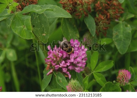 An adult bumblebee sits on a field clover flower