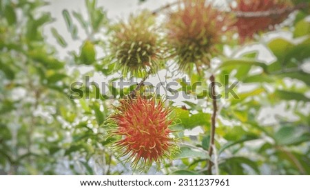 rambutan fruit with prickly skin but not sharp taste like lychee  Royalty-Free Stock Photo #2311237961