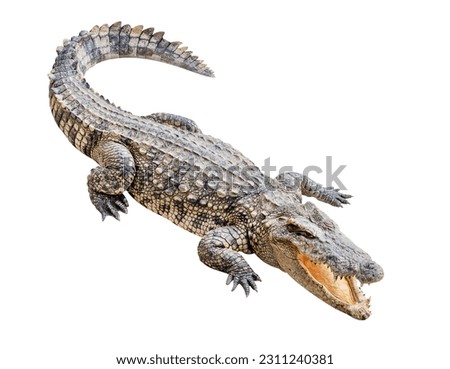 Siamese crocodile isolated on white background with clipping path