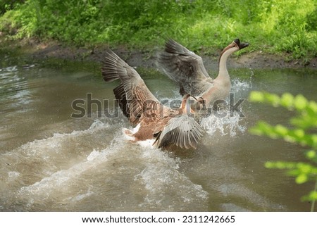 One goose nibbles another goose in the water. Two brown Chinese geese swim in the water. Kuban geese. Farm bird. Before breeding in birds.
