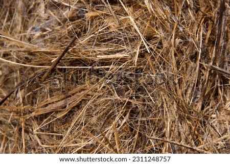 Dry straw macro shot. Background or Texture. shed tree leaves, various leaves, dried straw