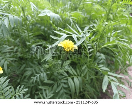 Classic picture of Tagetes erecta, also known the Aztec marigold, Mexican marigold, or big marigold, is blooming and growing brightly in the natural park.