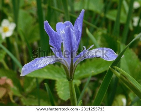 beautiful blooming irises with blue petals