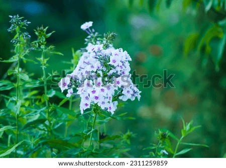 Phlox flowers in summer garden