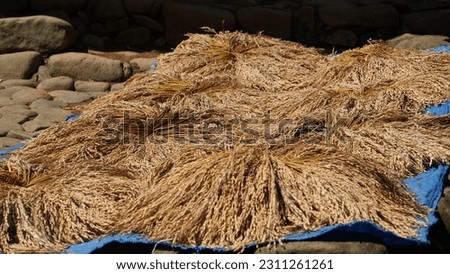 Traditionally harvested freshly harvested rice.