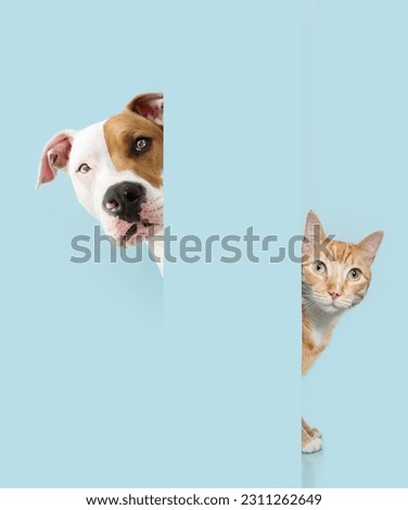 Portrait peeking pets. Hide ginger orange cat and dog behind a blue pastel wall. Royalty-Free Stock Photo #2311262649