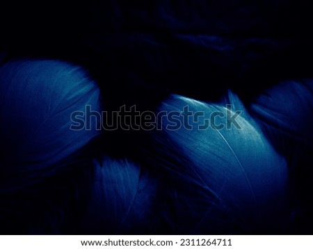 Beautiful abstract blue feathers on black background, white feather texture and blue background, feather wallpaper, blue texture banners, love theme, valentines day, light blue texture gradient