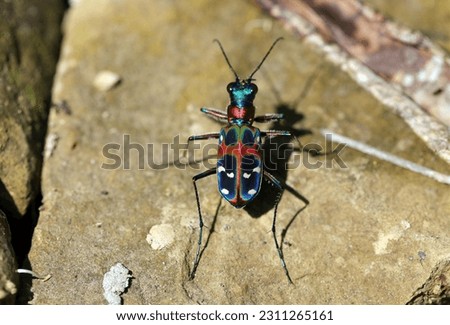 Metallic luster and iridescent colored beautiful Japanese beetle, Hanmyo (Cicindela japonica, close up macro photography)