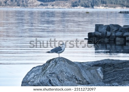 seagull standing on a rock by the fjord in Norway. Seabird in Scandinavia. Landscape photo