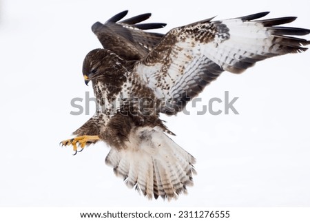 Common buzzard on the snow in winter Royalty-Free Stock Photo #2311276555
