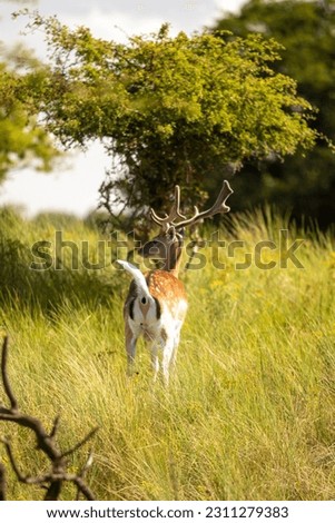 this picture shows a beautiful wild deer in the dunes in the Netherlands. This place is called the Amsterdamse Waterleidingduinen. 