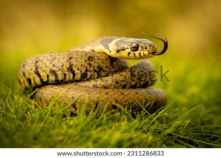 Grass Snake basking in the warm sunshine Royalty-Free Stock Photo #2311286833