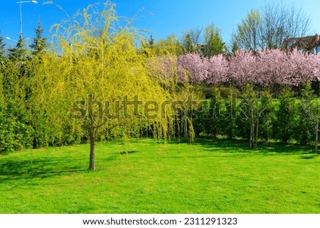 Weeping willow tree in the home garden Royalty-Free Stock Photo #2311291323