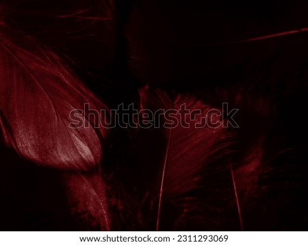 Beautiful abstract light pink feathers on black background, red feather frame on pink texture pattern, pink background, love theme wallpaper and valentines day, white gradient