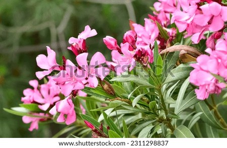 macro photos of various oleander flowers